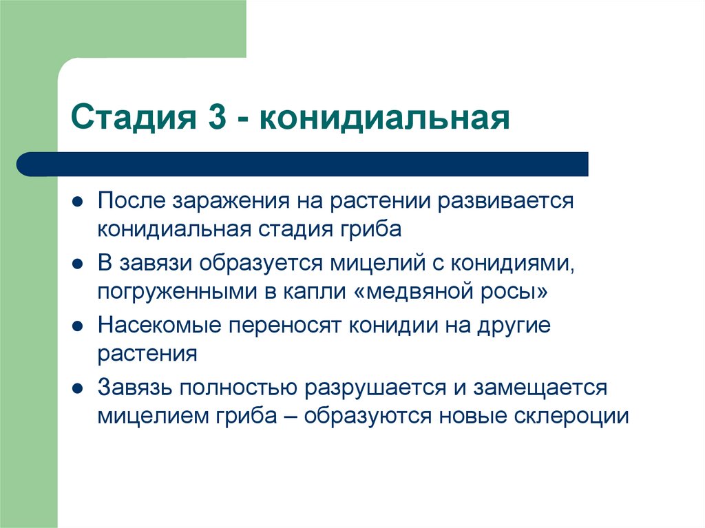 Стадия 3 - конидиальная