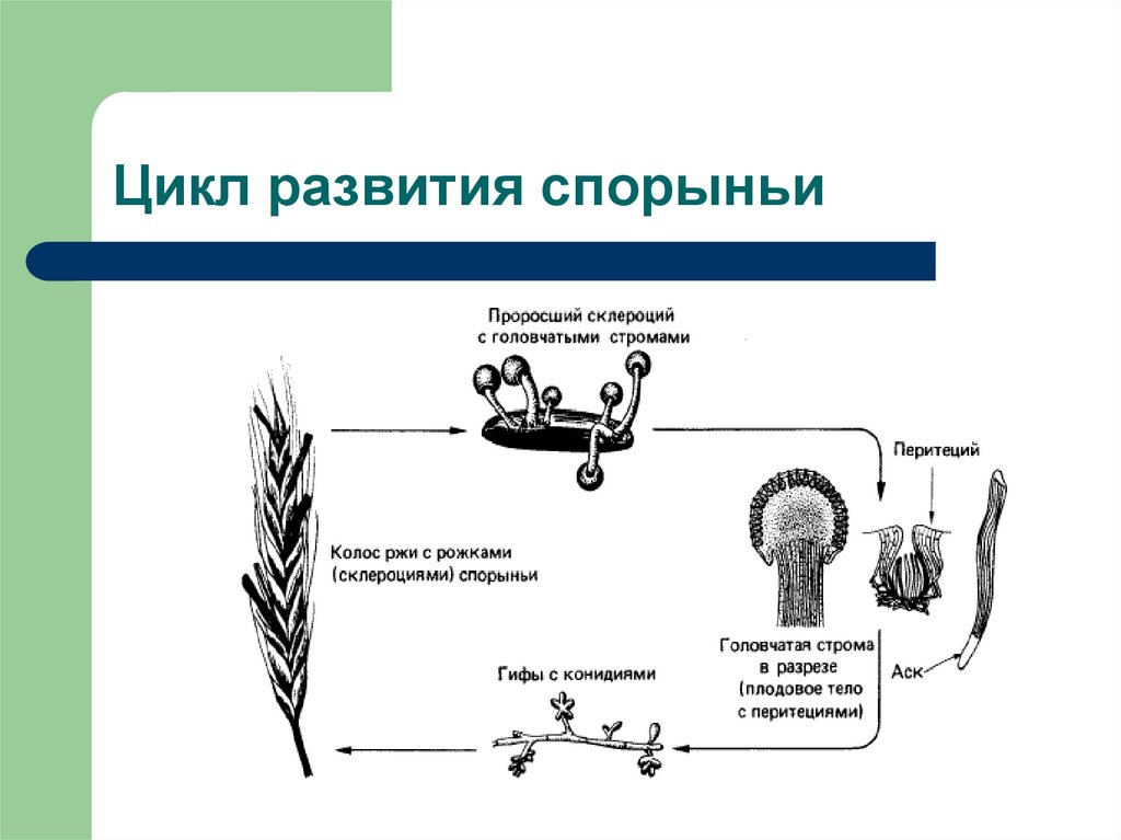 Цикл развития спорыньи