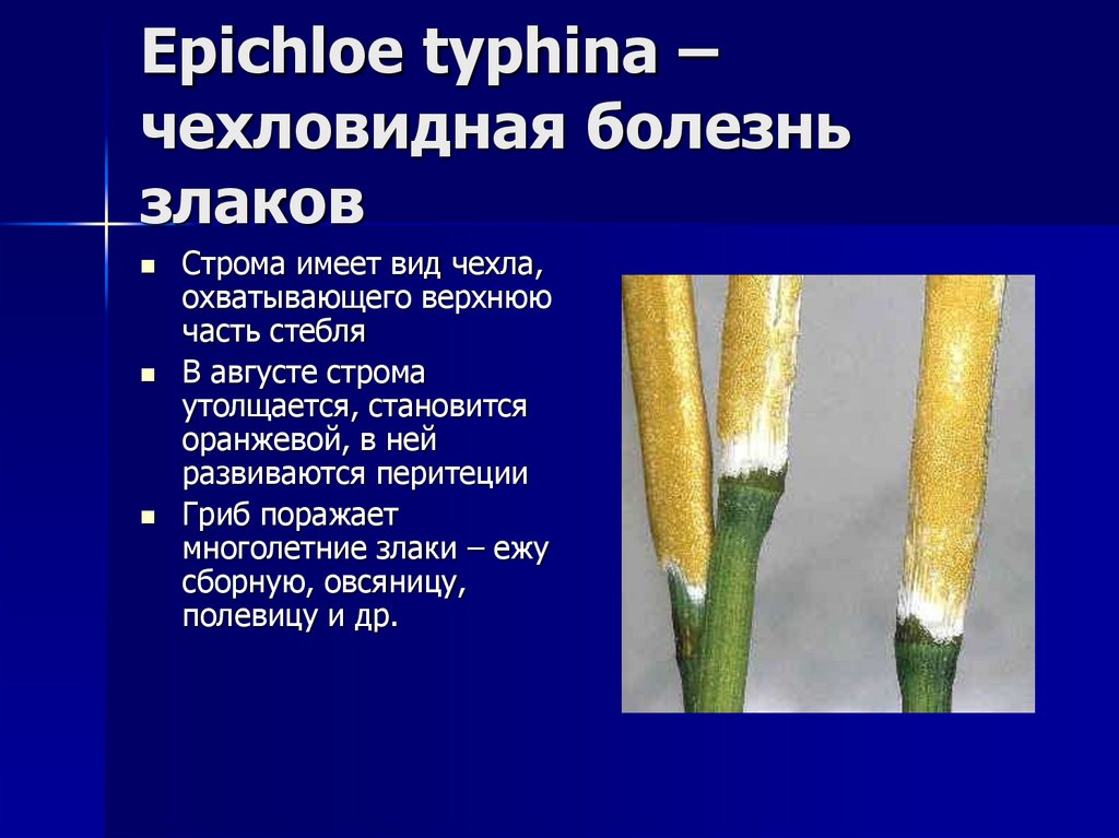 Epichloe typhina – чехловидная болезнь злаков