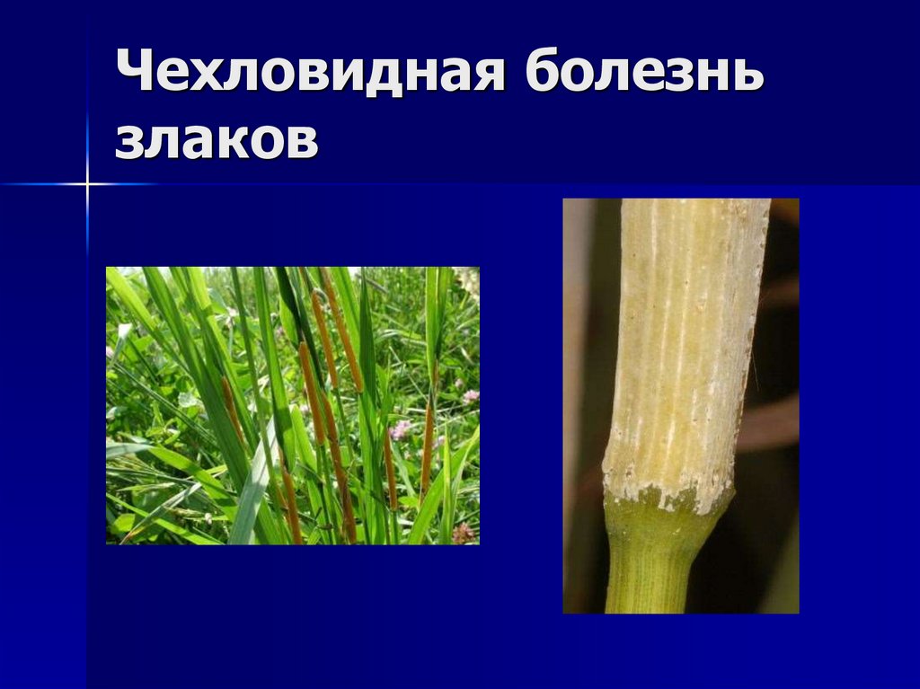 Чехловидная болезнь злаков