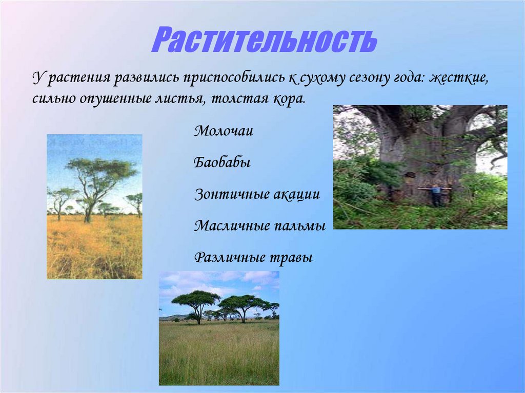 Растительность