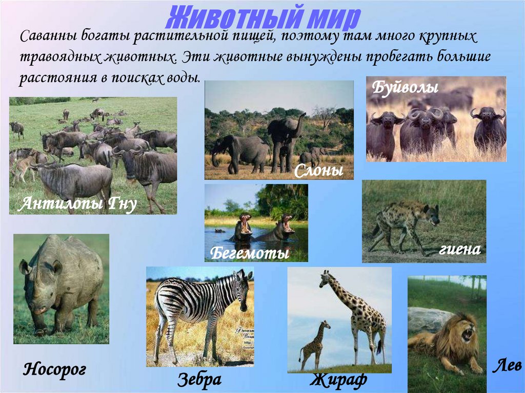 Животный мир