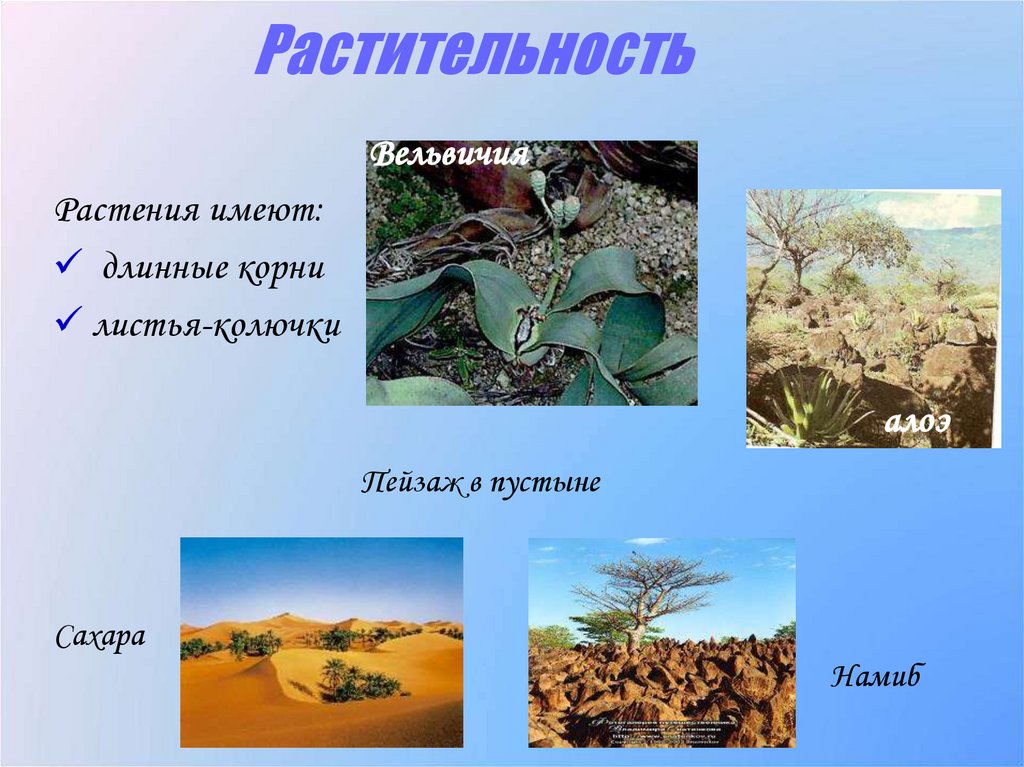 Растительность
