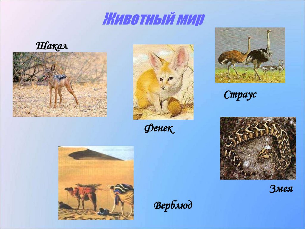 Животный мир