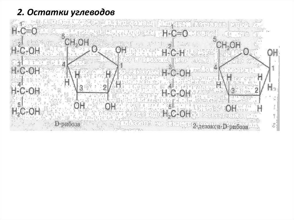 2. Остатки углеводов