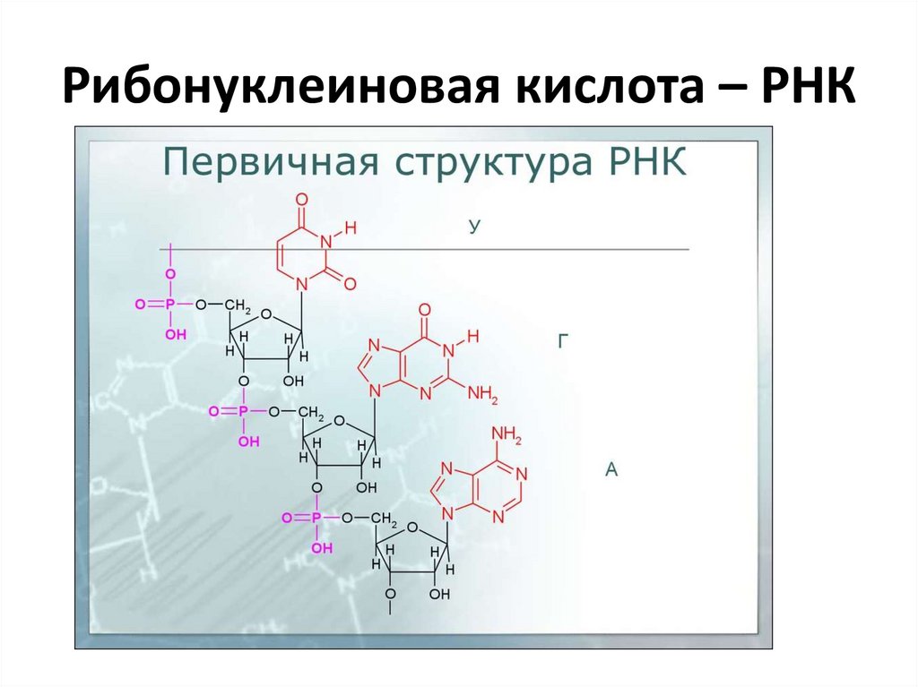 Рибонуклеиновая кислота – РНК