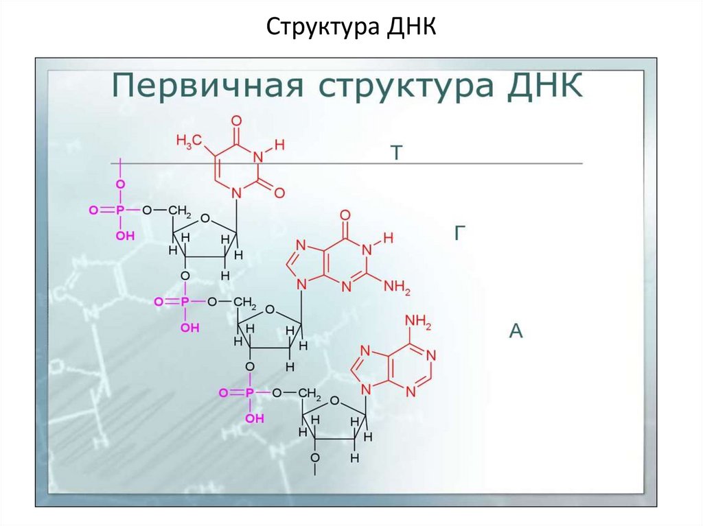 Структура ДНК