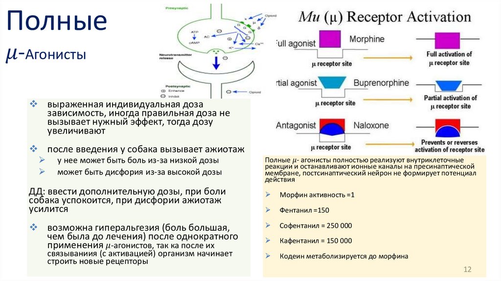 Полные μ-Агонисты