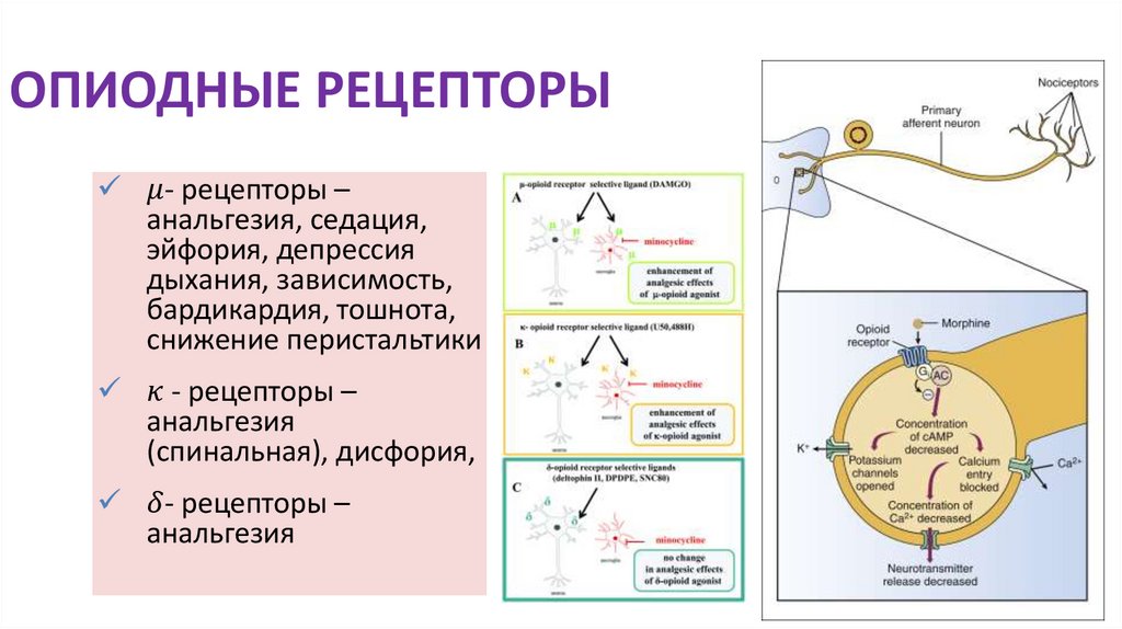 ОПИОДНЫЕ РЕЦЕПТОРЫ