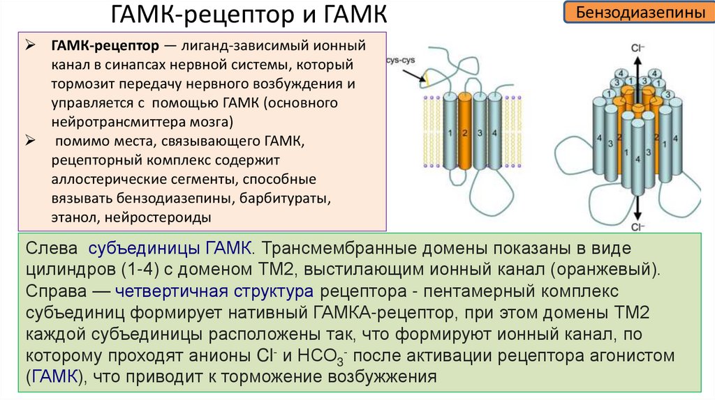 ГАМК-рецептор и ГАМК