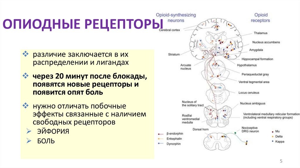 ОПИОДНЫЕ РЕЦЕПТОРЫ