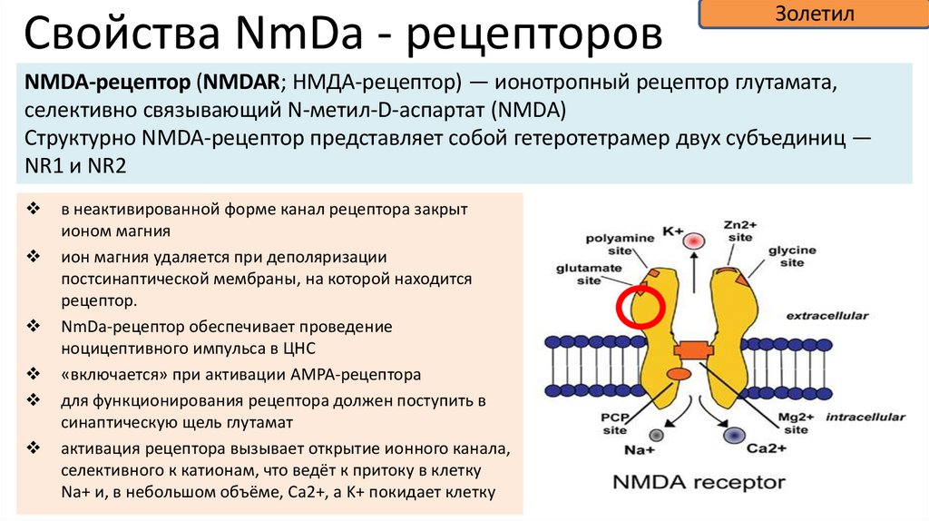 Свойства NmDa - рецепторов