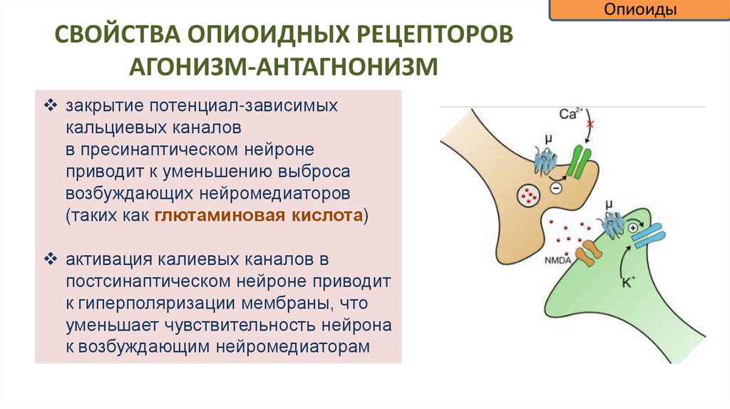 СВОЙСТВА ОПИОИДНЫХ РЕЦЕПТОРОВ АГОНИЗМ-АНТАГНОНИЗМ