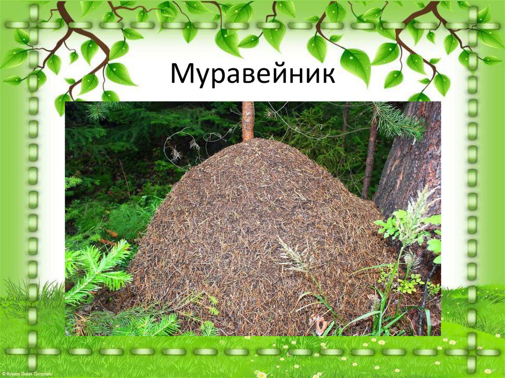 Муравейник