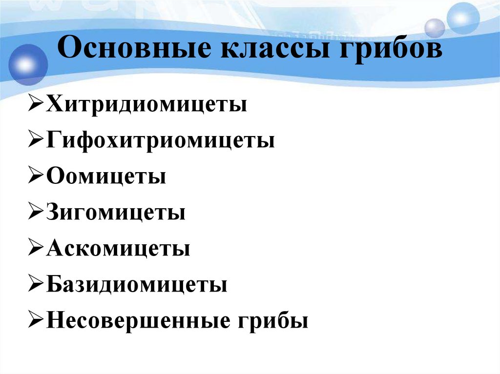Основные классы грибов