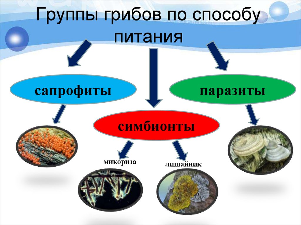 Группы грибов по способу питания