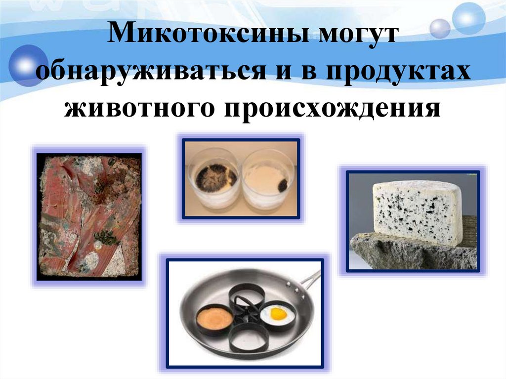 Микотоксины могут обнаруживаться и в продуктах животного происхождения