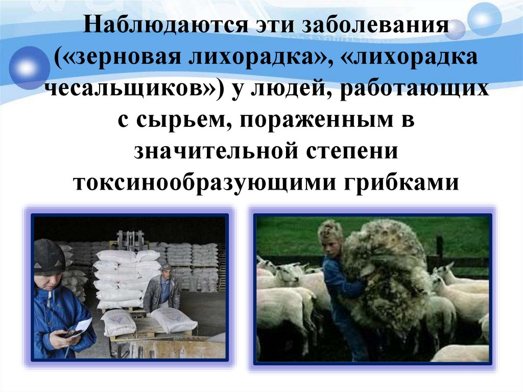 Наблюдаются эти заболевания («зерновая лихорадка», «лихорадка чесальщиков») у людей, работающих с сырьем, пораженным в