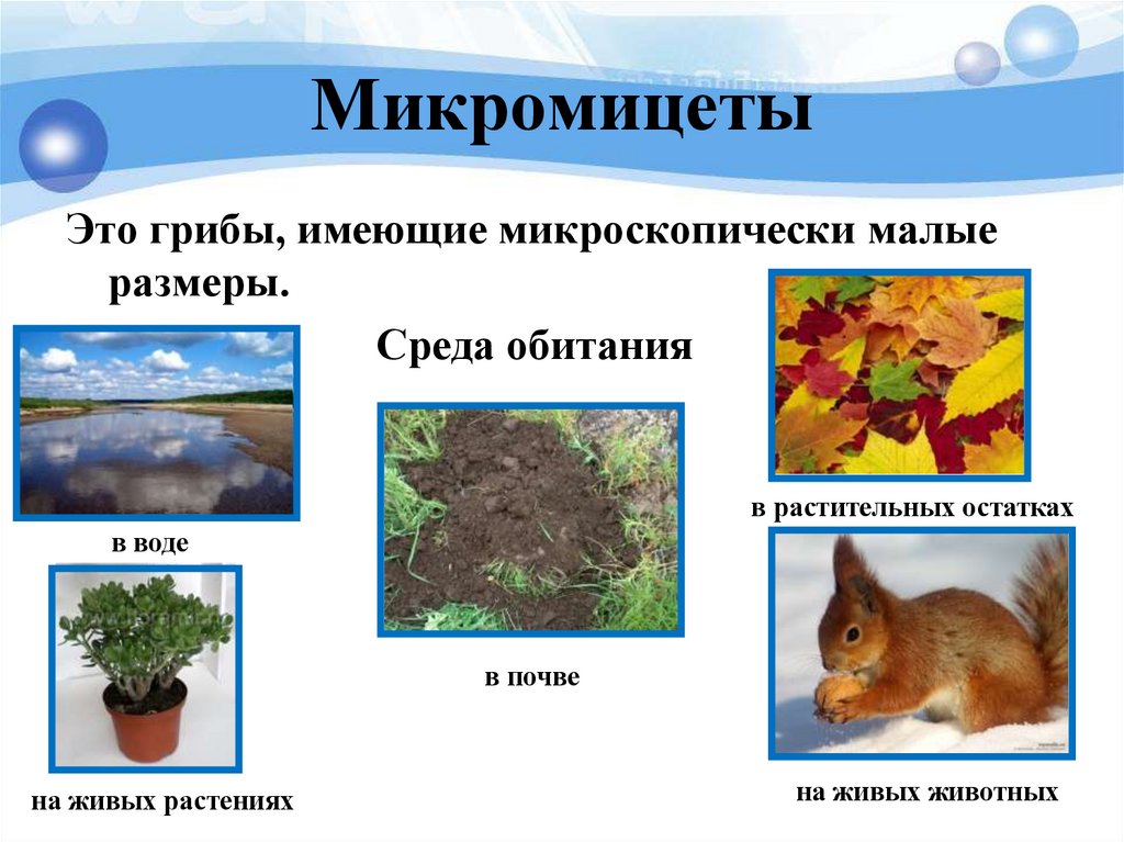 Микромицеты