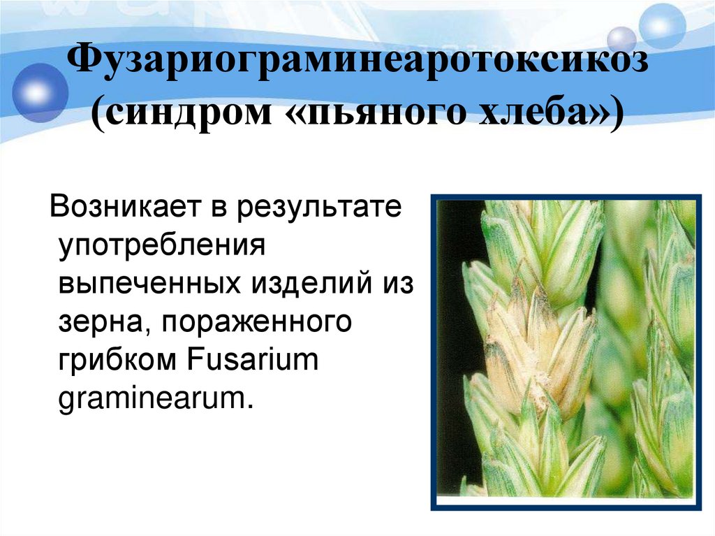 Фузариограминеаротоксикоз (синдром «пьяного хлеба»)