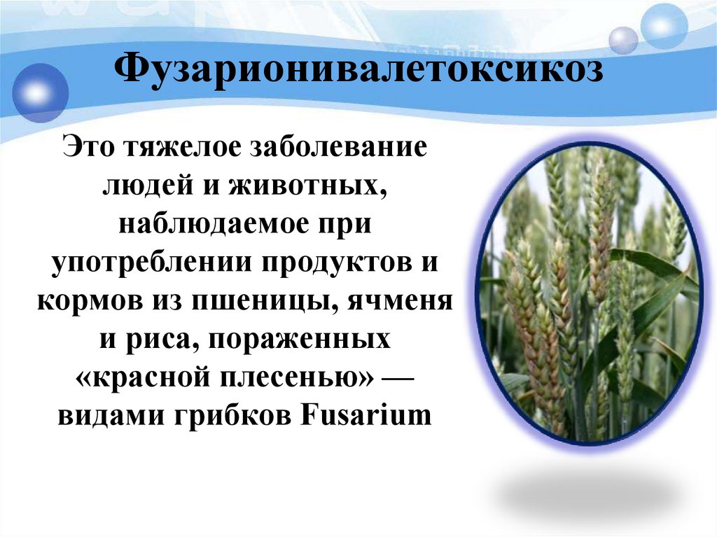 Фузарионивалетоксикоз