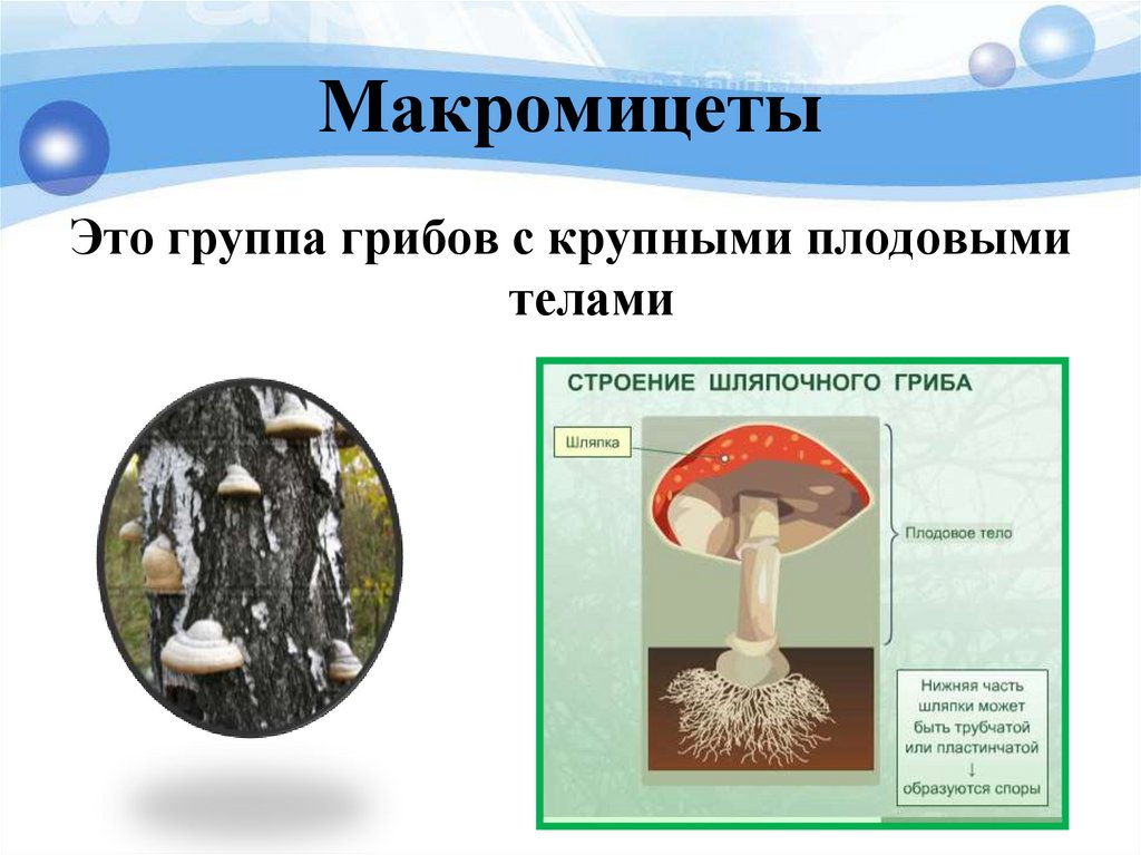 Макромицеты