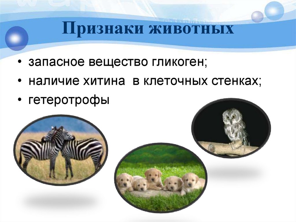 Признаки животных