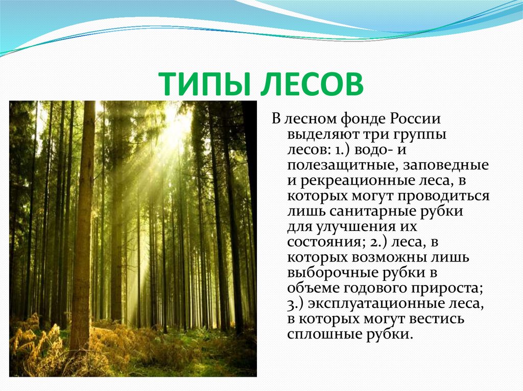 ТИПЫ ЛЕСОВ