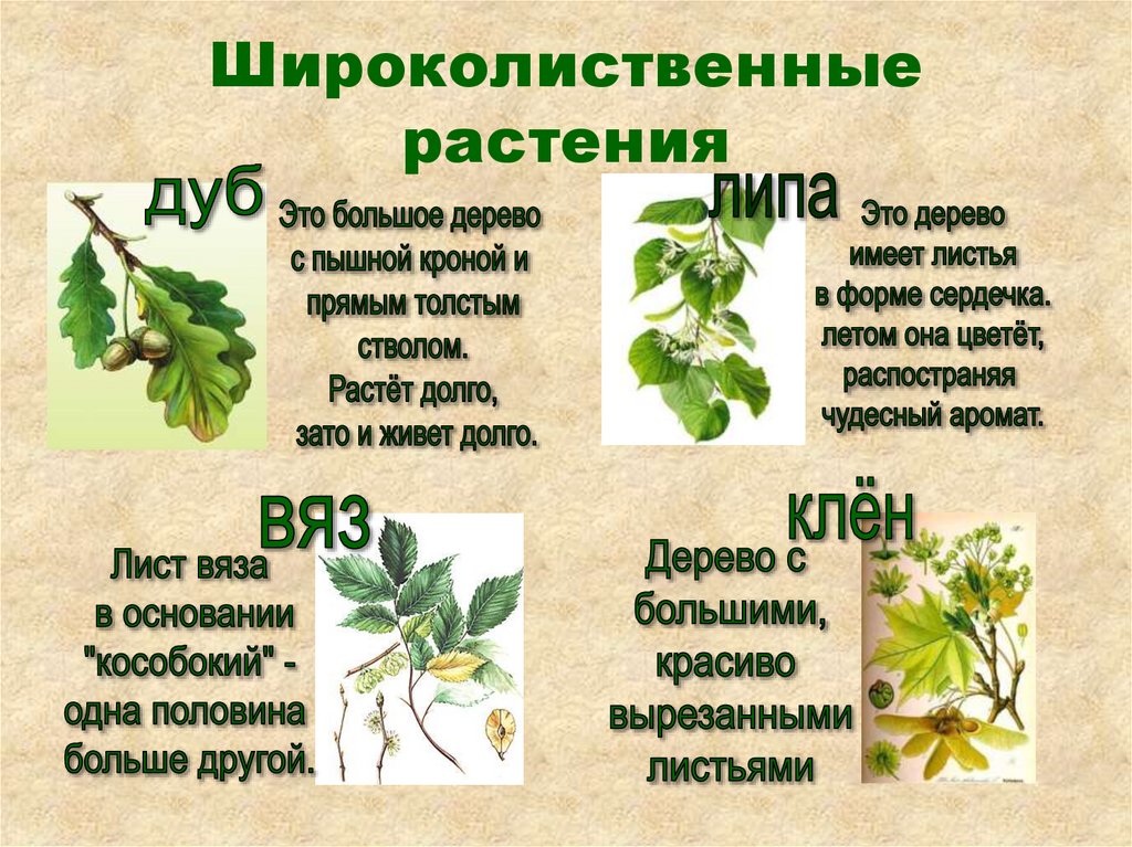 Широколиственные растения