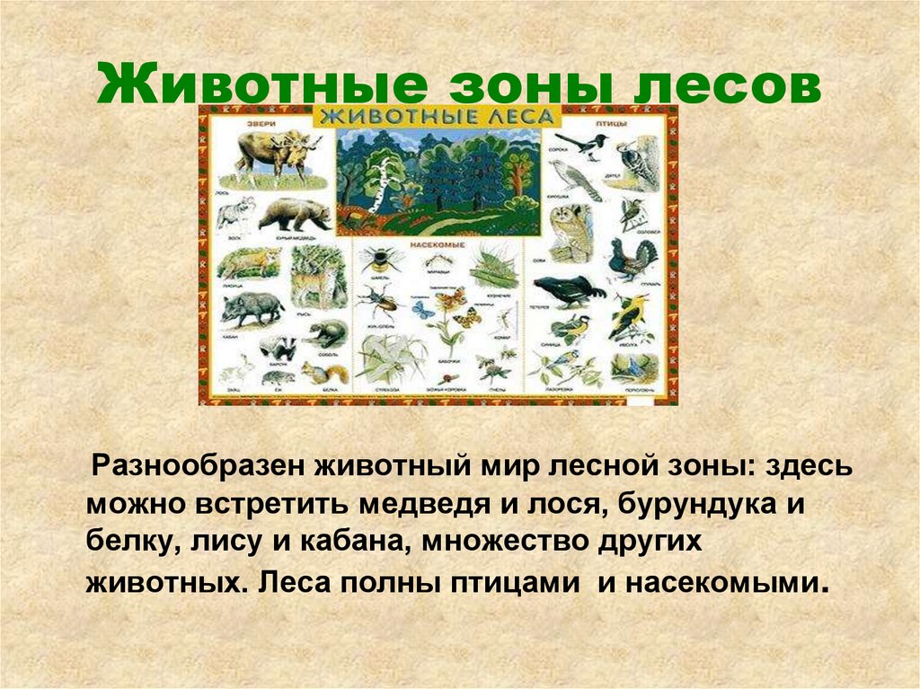 Животные зоны лесов