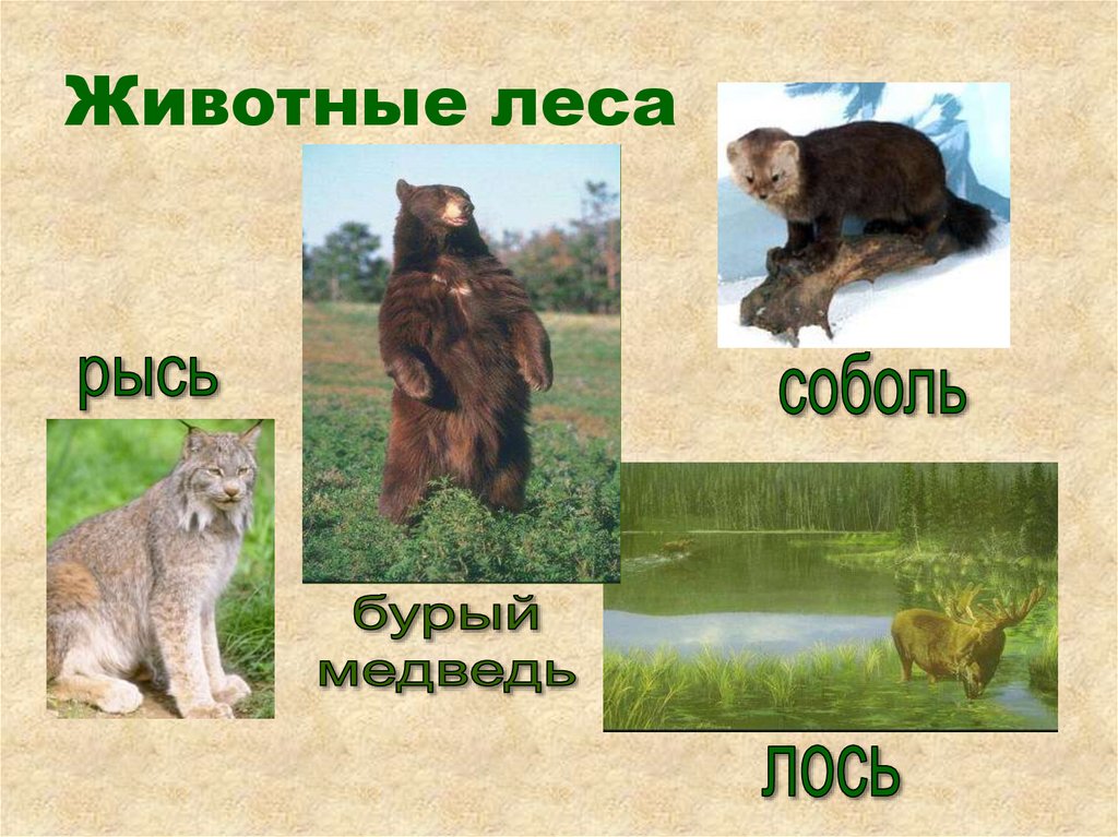 Животные леса