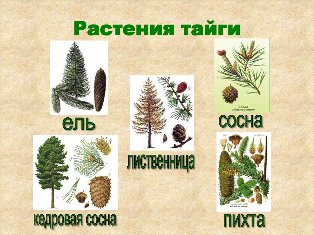 Растения тайги