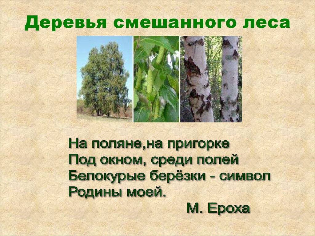 Деревья смешанного леса