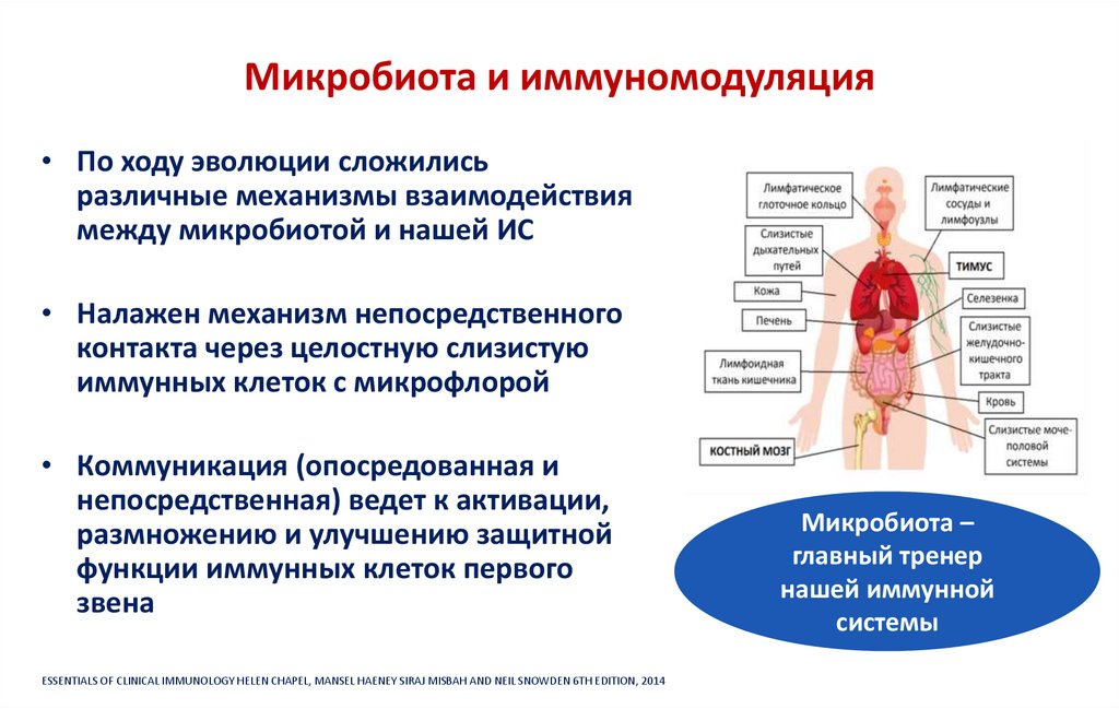 Микробиота и иммуномодуляция