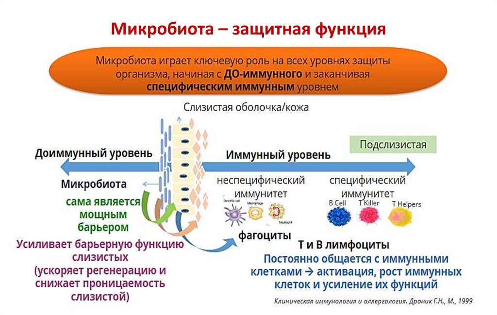 Микробиота – защитная функция