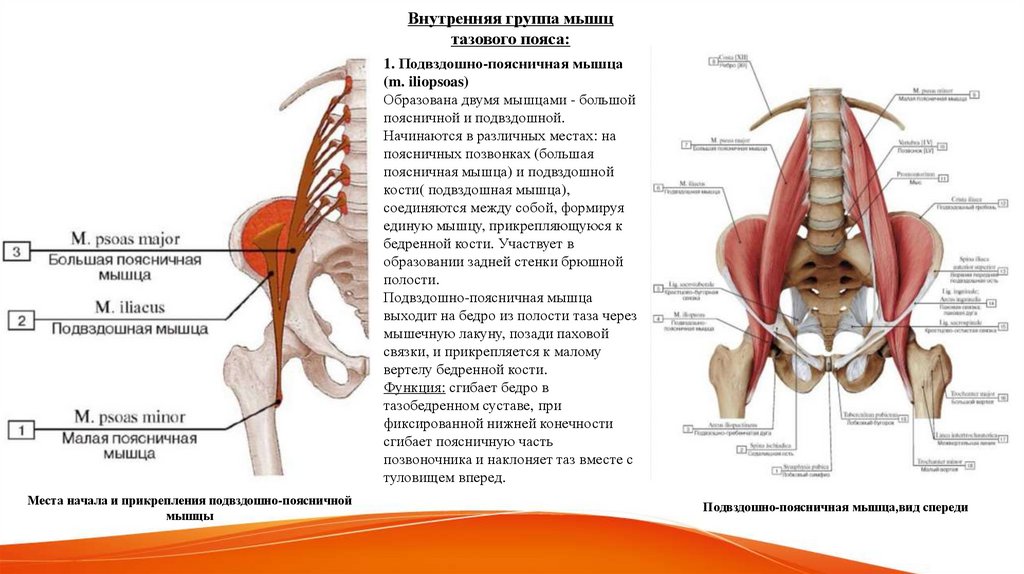 1. Подвздошно-поясничная мышца (m. iliopsoas) Образована двумя мышцами - большой поясничной и подвздошной. Начинаются в