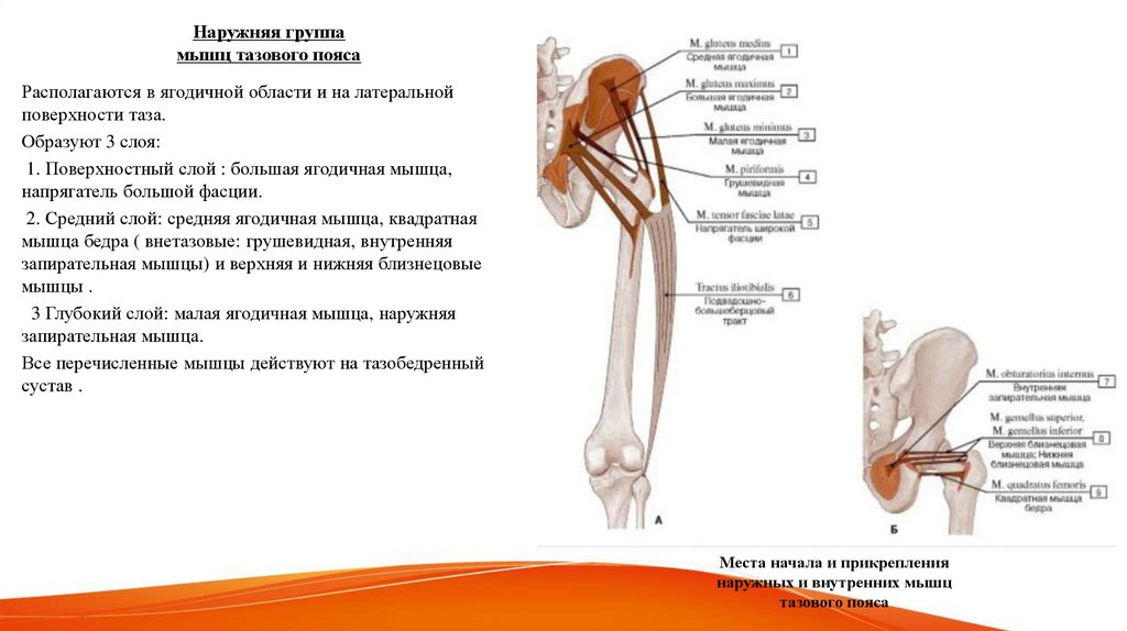 Наружняя группа мышц тазового пояса