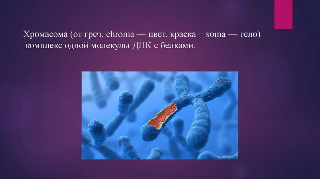 Хромасома (от греч. chroma — цвет, краска + soma — тело) комплекс одной молекулы ДНК с белками.