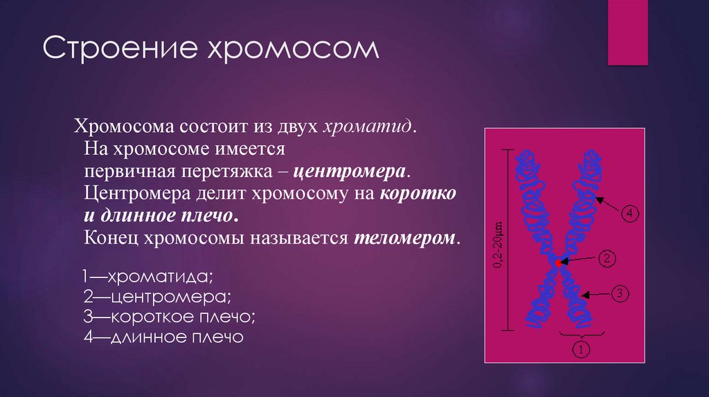 Строение хромосом