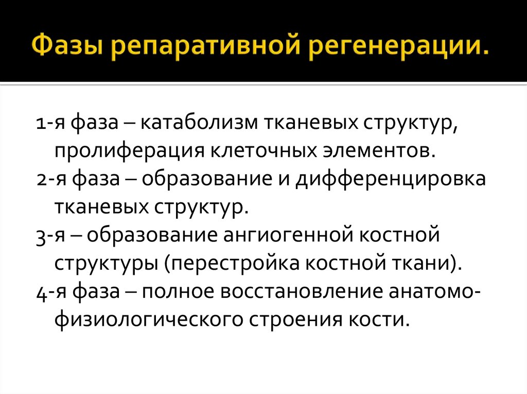 Фазы репаративной регенерации.