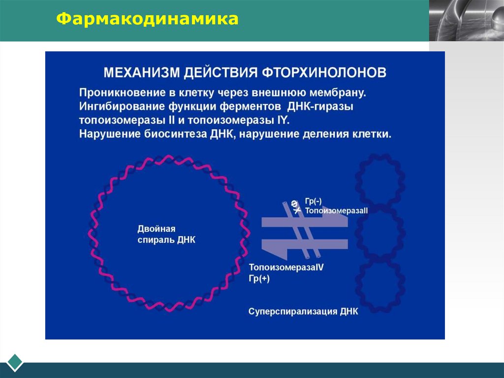Фармакодинамика