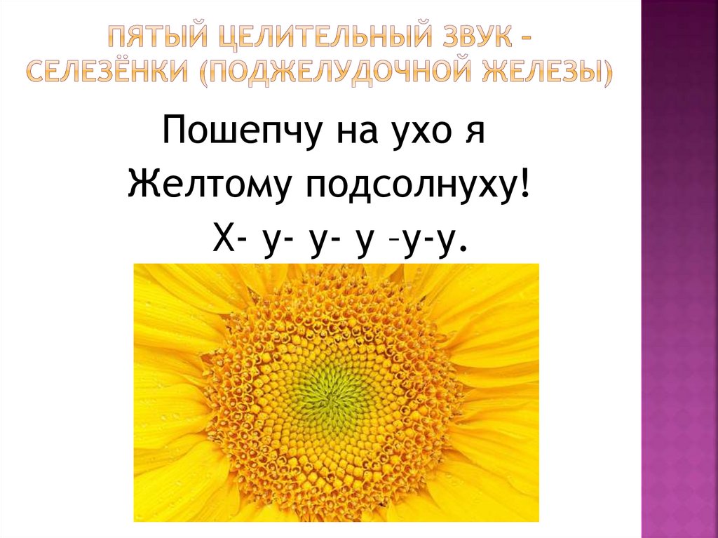 ПЯТЫЙ ЦЕЛИТЕЛЬНЫЙ ЗВУК – СЕЛЕЗЁНКИ (поджелудочной железы)