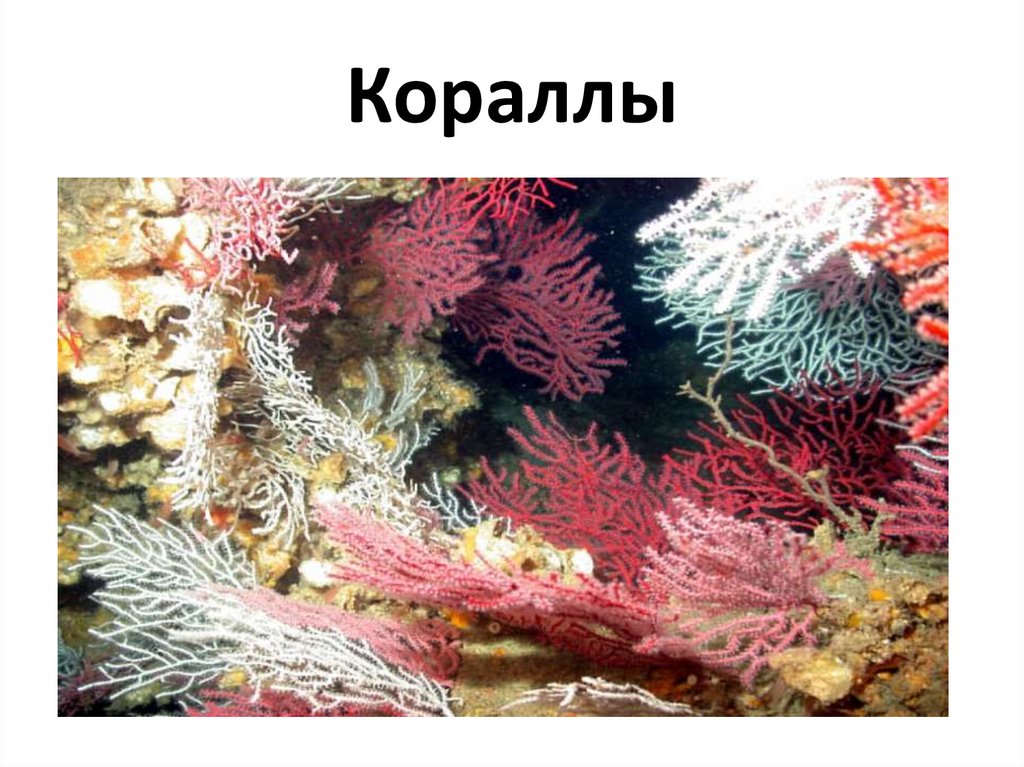 Кораллы
