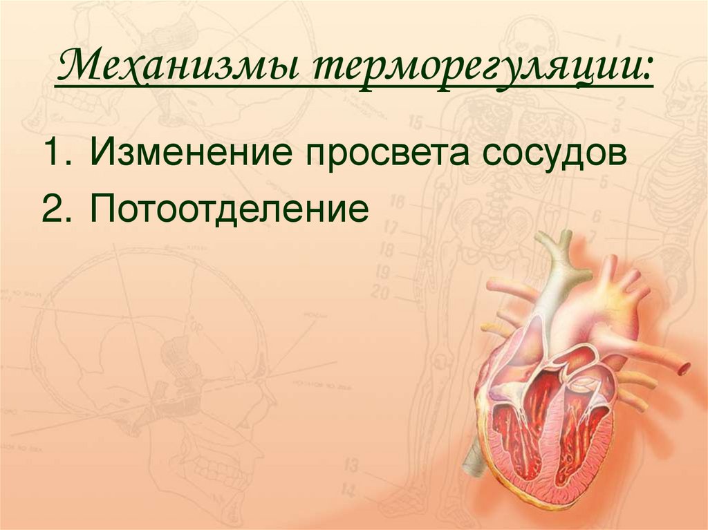 Механизмы терморегуляции: