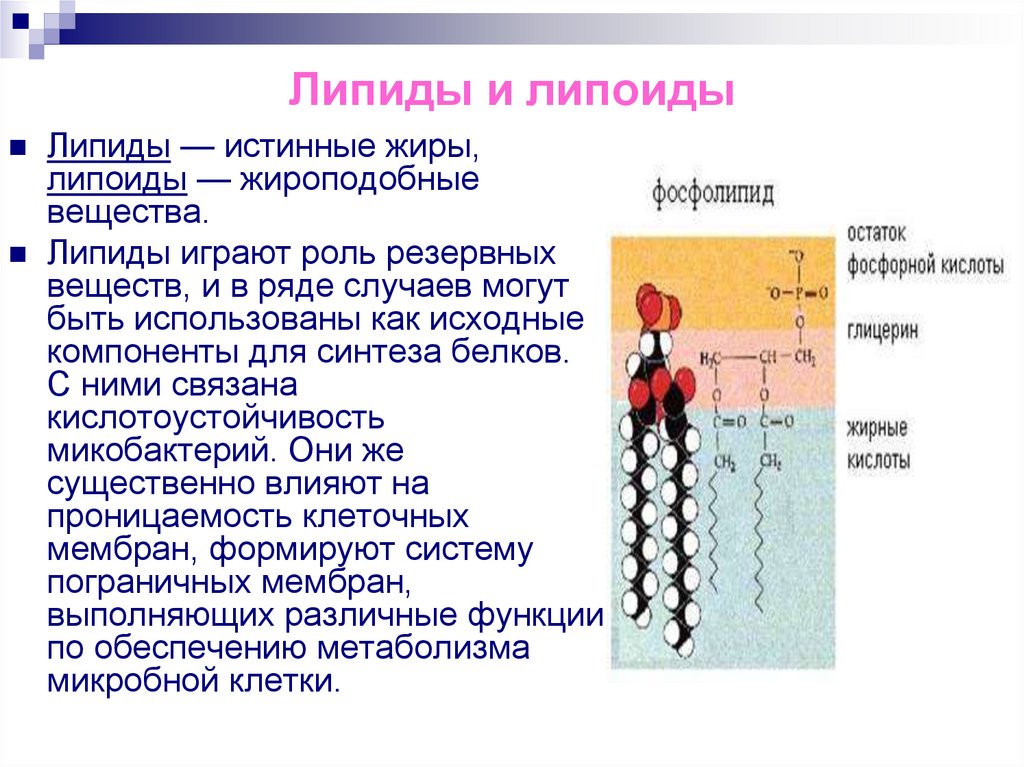 Липиды и липоиды