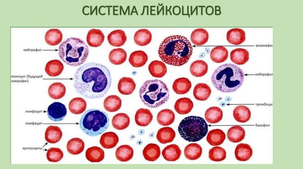 СИСТЕМА ЛЕЙКОЦИТОВ