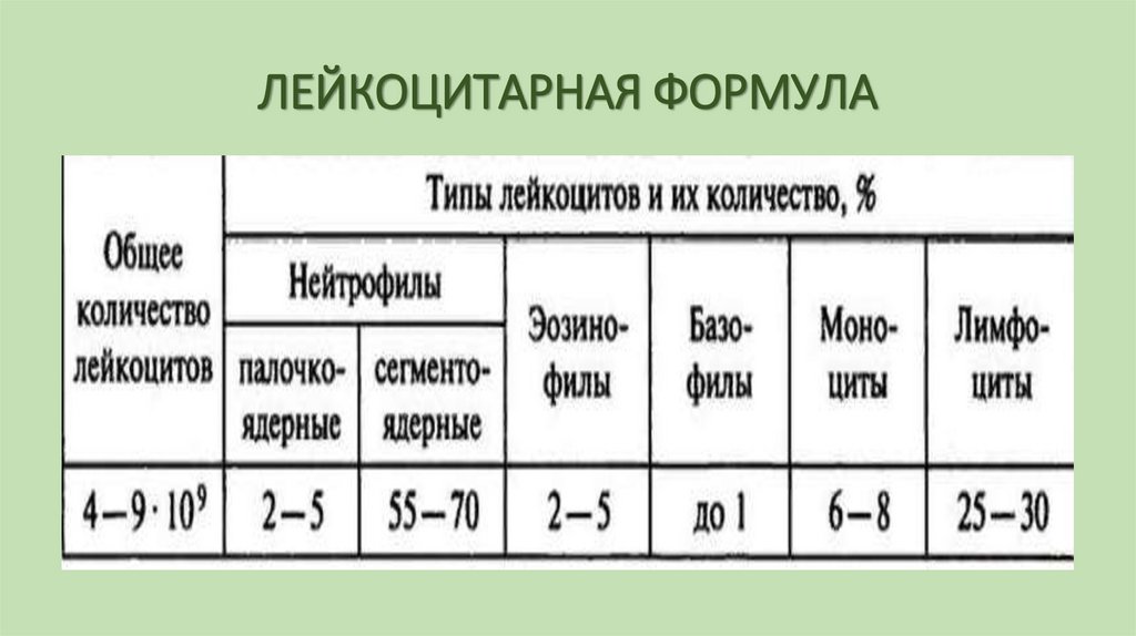 ЛЕЙКОЦИТАРНАЯ ФОРМУЛА