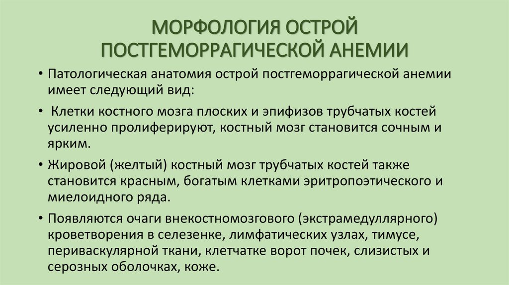 МОРФОЛОГИЯ ОСТРОЙ ПОСТГЕМОРРАГИЧЕСКОЙ АНЕМИИ