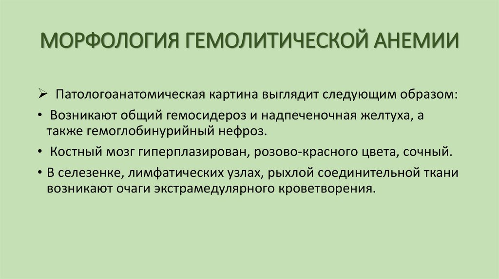 МОРФОЛОГИЯ ГЕМОЛИТИЧЕСКОЙ АНЕМИИ