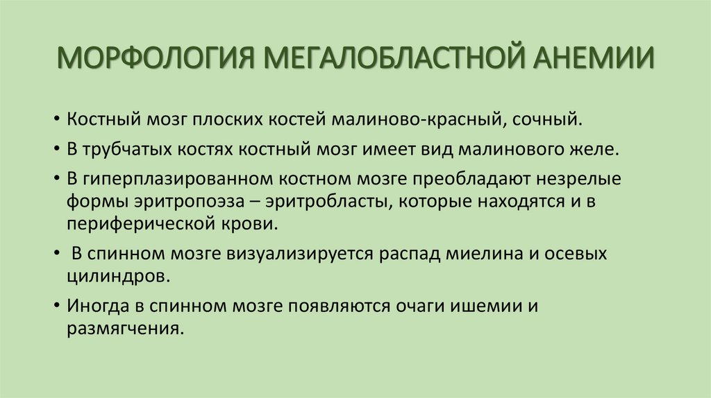 МОРФОЛОГИЯ МЕГАЛОБЛАСТНОЙ АНЕМИИ